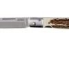Fallkniven GPs Gentleman's Pocket Knife Stag Horn